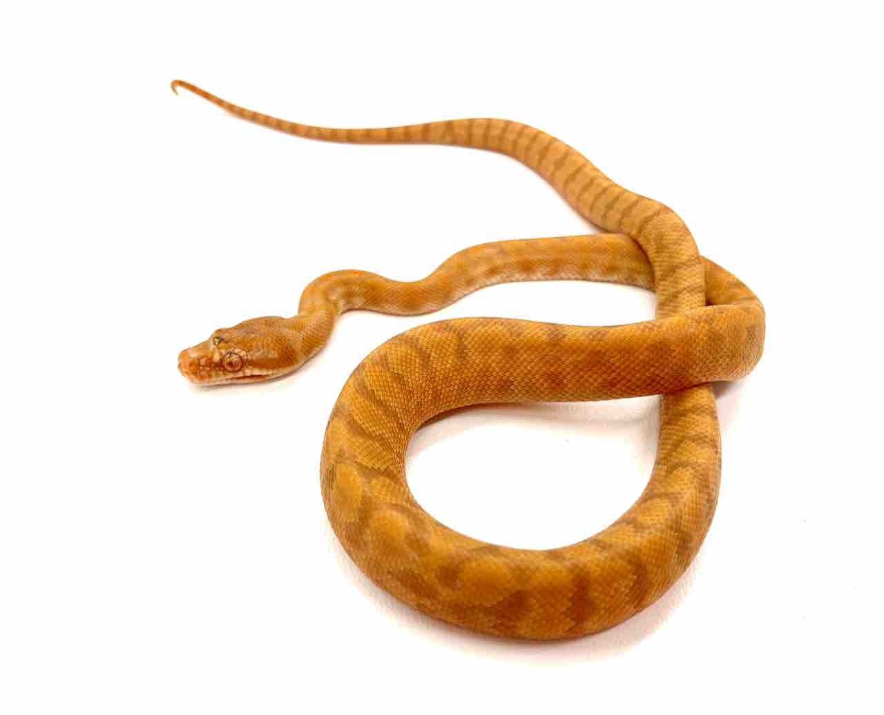 いよいよ明日からハチクラサービスデー 目玉生体をご紹介 爬虫類倶楽部 ｊ ジョイフル本田 ひたちなか店