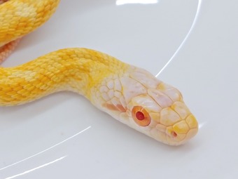在庫生体紹介】元祖白蛇・アルビノアオダイショウ : 爬虫類倶楽部 J 