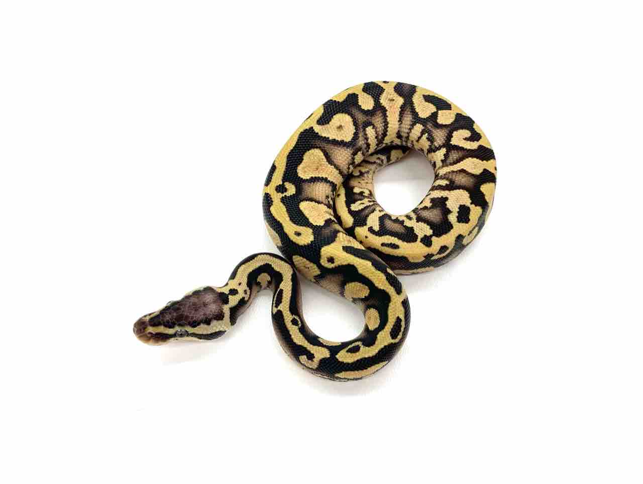新入荷】ドイツ便ボールパイソン！ : 爬虫類倶楽部 J ジョイフル本田