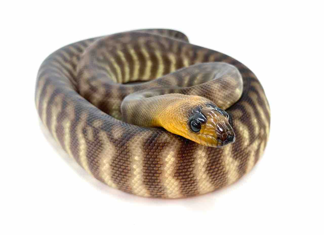 新入荷 ドイツ便 サヴパイソン ウォマ ボールパイソンなど 爬虫類倶楽部 ｊ ジョイフル本田 ひたちなか店