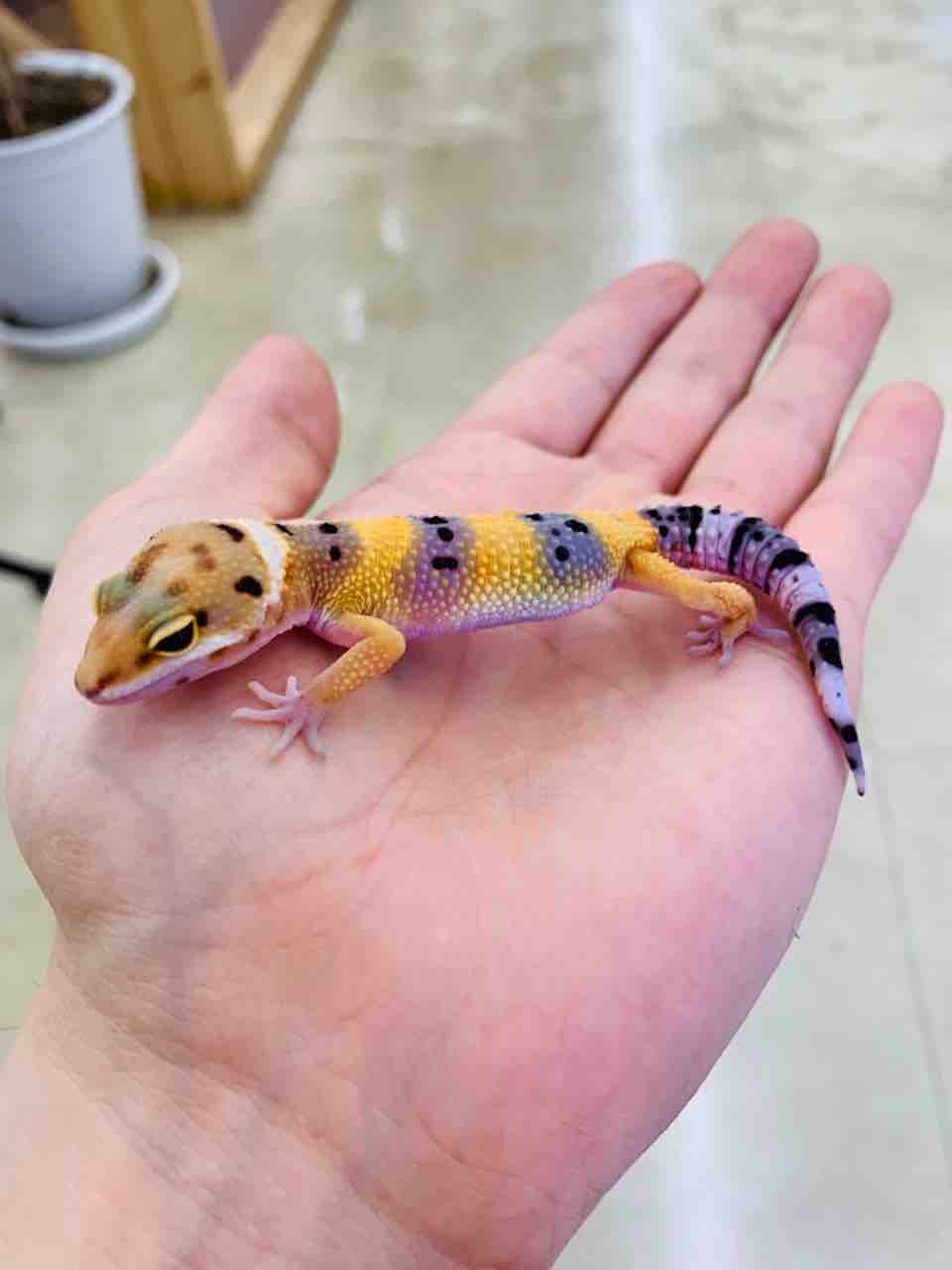 ビギナー向け生体セールのオススメ紹介 レオパ編 爬虫類倶楽部 ｊ ジョイフル本田 ひたちなか店