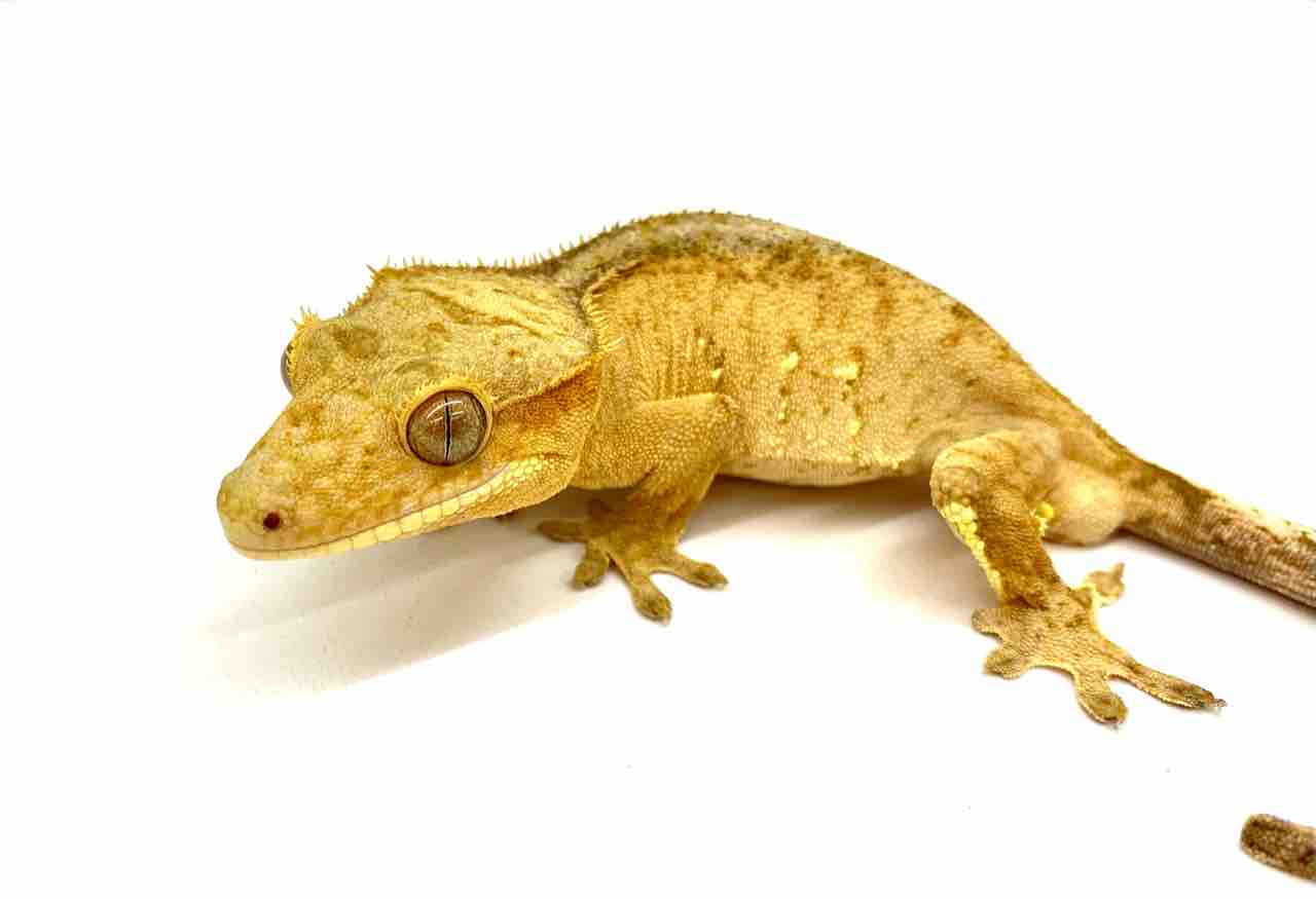新入荷！チェコ便クレステッドゲッコー大量入荷！ : 爬虫類倶楽部 J