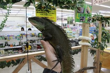 新入荷紹介 爬虫類倶楽部 ｊ ジョイフル本田 ひたちなか店