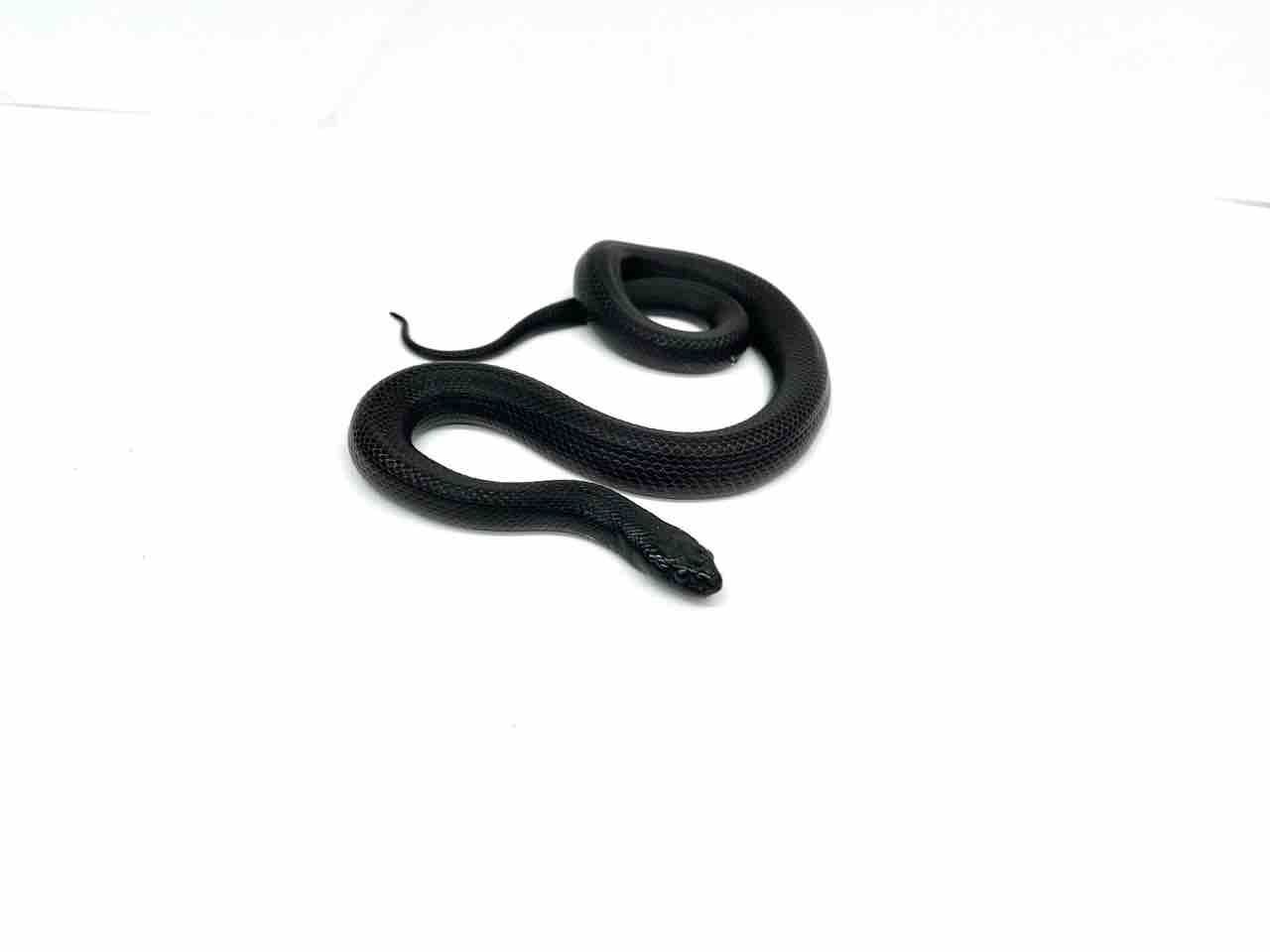 新入荷 ソロモン生体やヘビなど 爬虫類倶楽部 ｊ ジョイフル本田 ひたちなか店