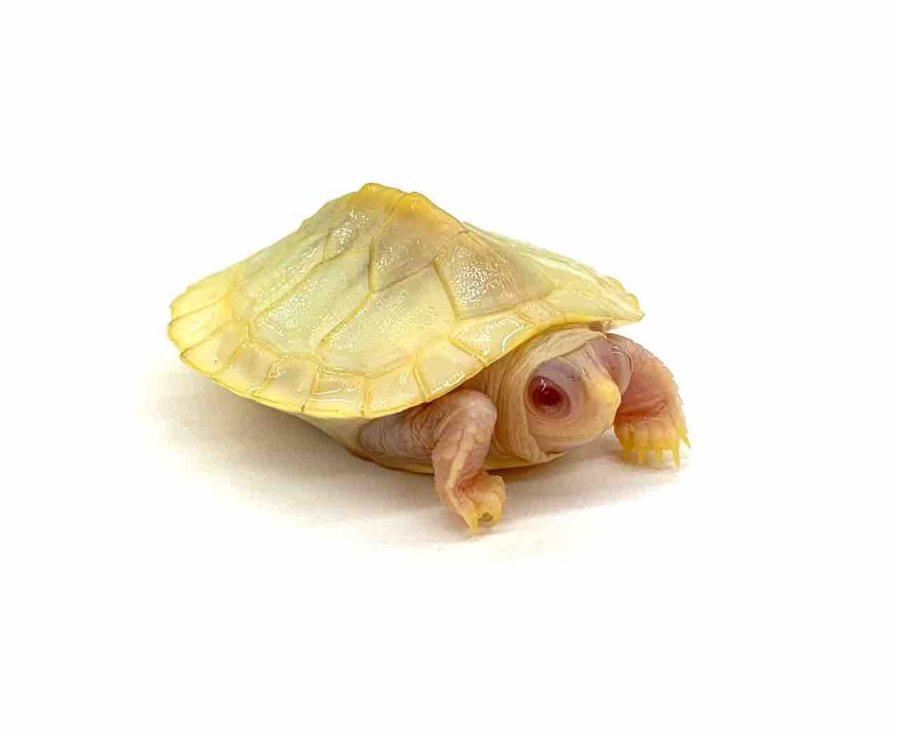 ミドリガメ - 小動物 - ペット - Y!きっず図鑑
