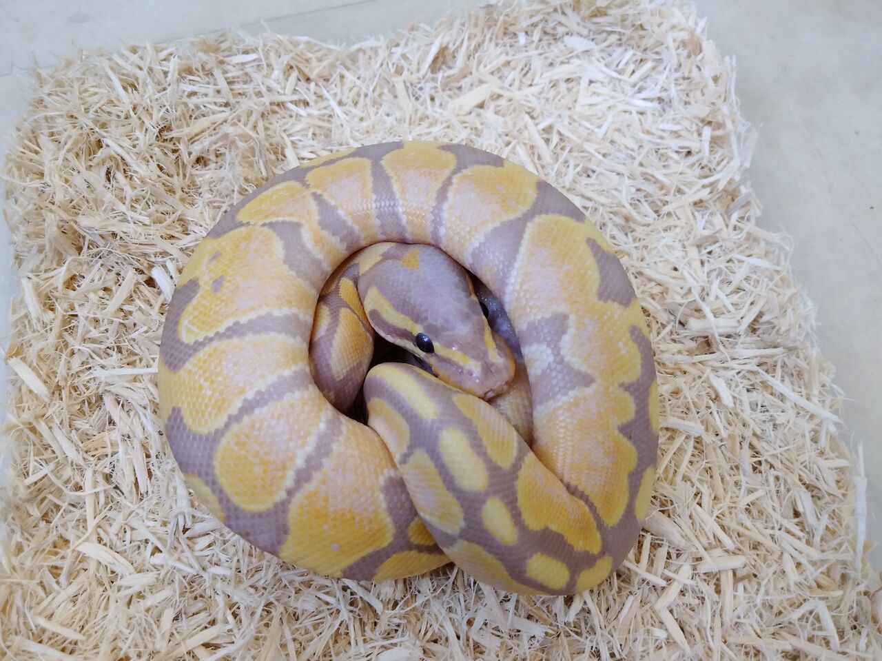 ドイツ便 在庫生体紹介 ボールパイソン編 爬虫類倶楽部 ｊ ジョイフル本田 ひたちなか店