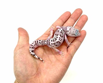 FullSizeRender