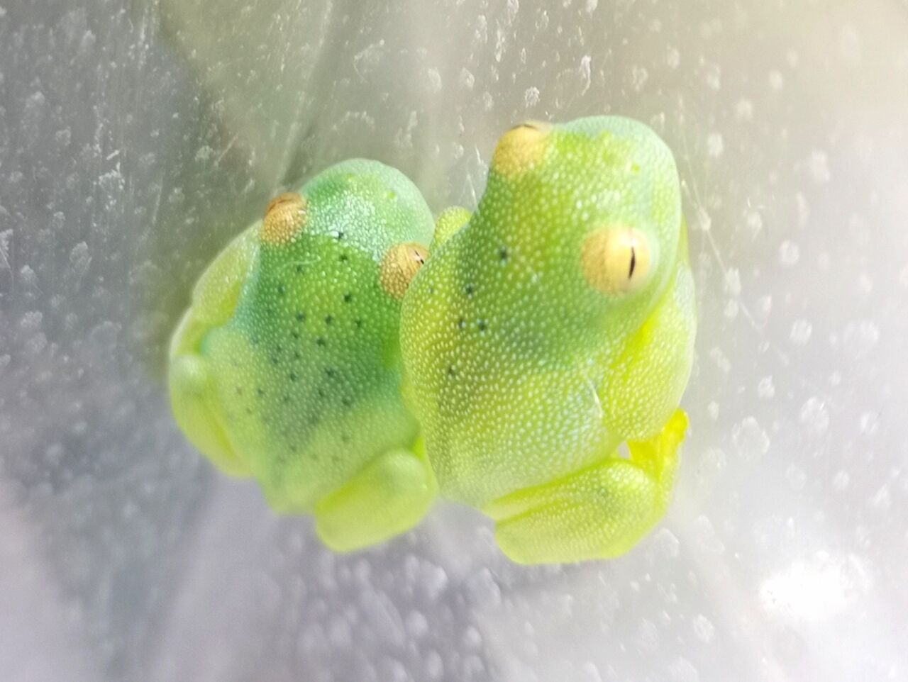 グラニュローサアマガエルモドキ(グミガエル、グラスフロッグ