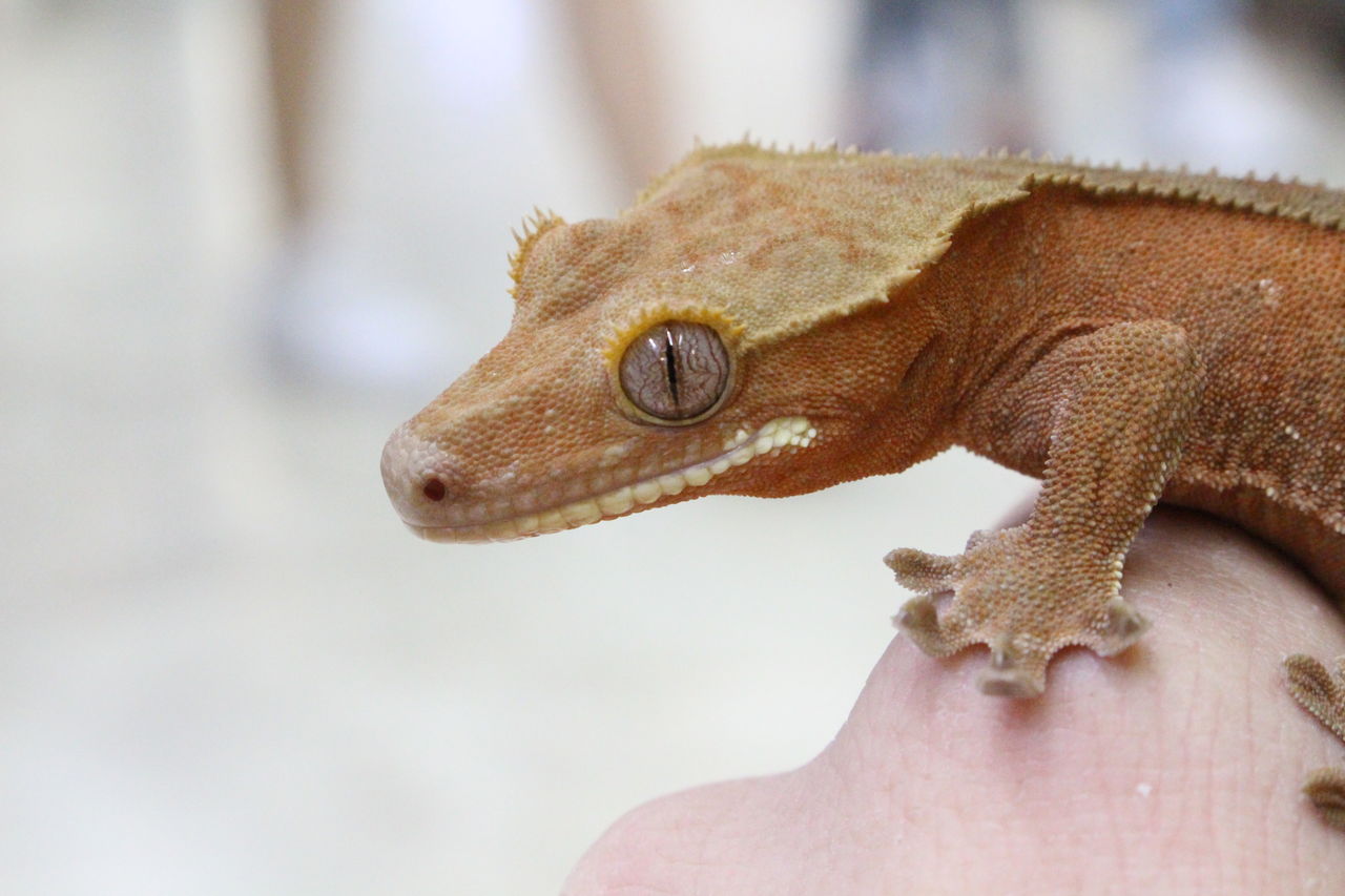 ピックアップ生体！～クレス～ : 爬虫類倶楽部 J ジョイフル