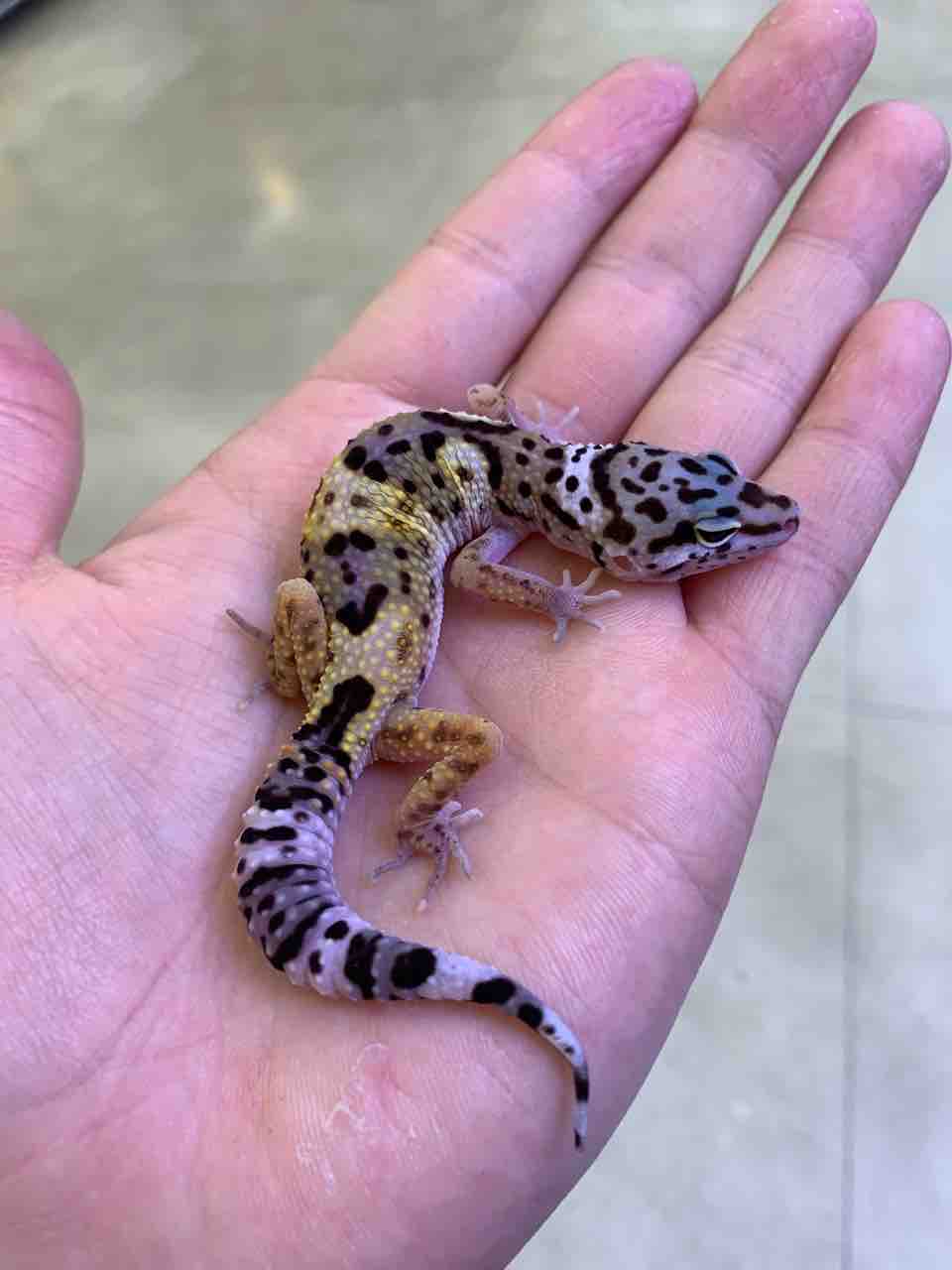飼育セットにピッタリなオススメ生体！レオパ編 : 爬虫類倶楽部