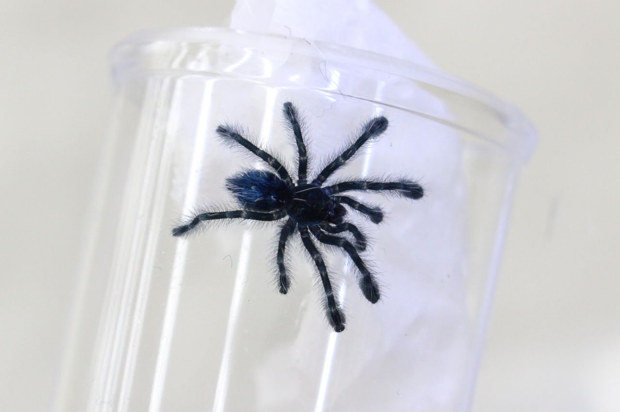 ドイツ便 タランチュラ 爬虫類倶楽部 j ジョイフル本田 ひたちなか店 ドイツ便 タランチュラ 爬虫類倶楽部 j ジョイフル本田 ひたちなか店