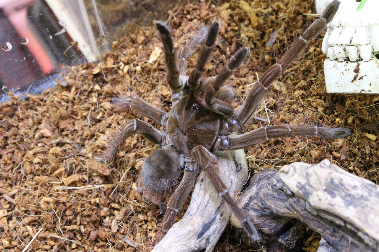 新入荷 奇蟲の紹介 爬虫類倶楽部 ｊ ジョイフル本田 ひたちなか店