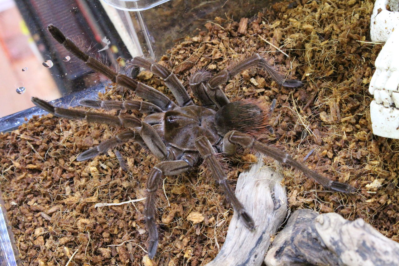 新入荷 奇蟲の紹介 爬虫類倶楽部 ｊ ジョイフル本田 ひたちなか店