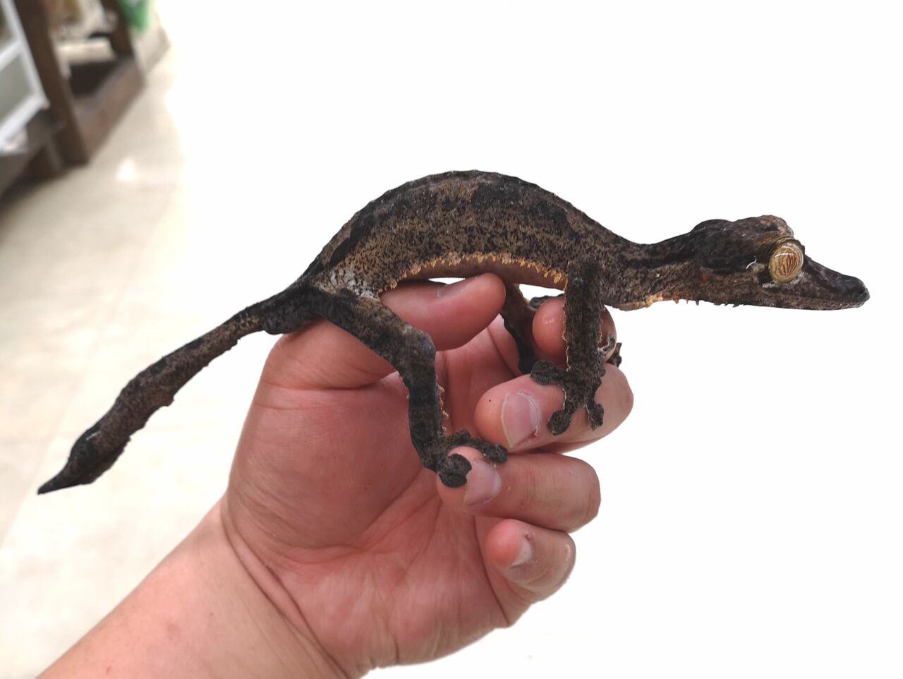 新着生体！！ マダガスカル便少しだけ＋α！！ : 爬虫類倶楽部 J