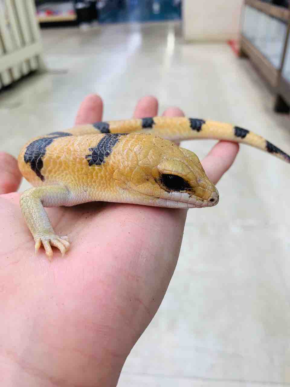 新入荷生体！トカゲとヘビ : 爬虫類倶楽部 J ジョイフル本田 ひたちなか店