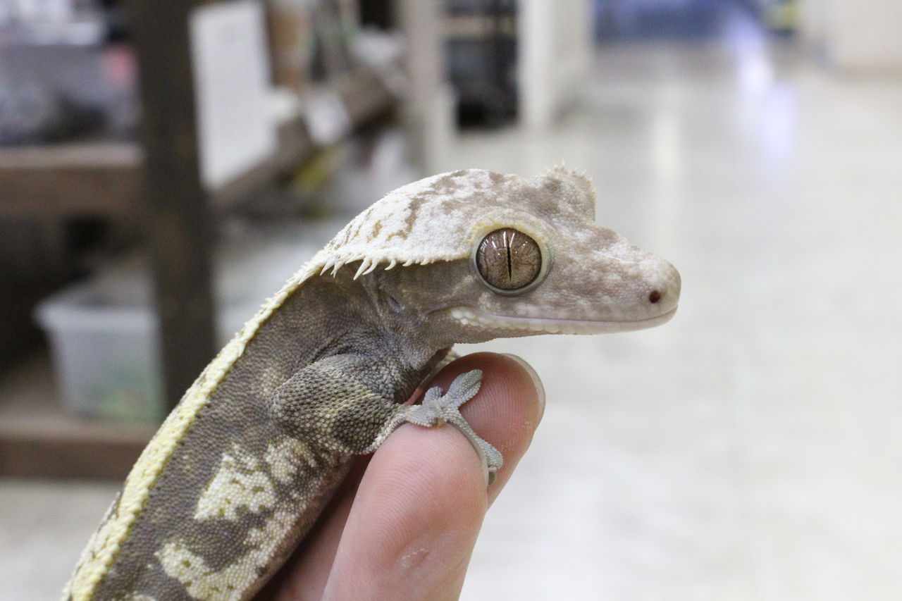 ピックアップ生体！～クレス～ : 爬虫類倶楽部 J ジョイフル