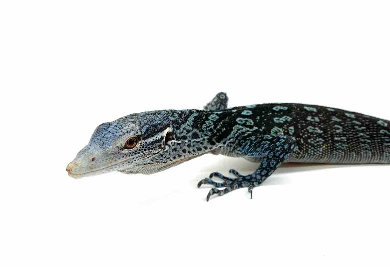 在庫生体紹介 トカゲ カメなど 爬虫類倶楽部 j ジョイフル本田 ひたちなか店 在庫生体紹介 トカゲ カメなど 爬虫類倶楽部 j ジョイフル本田 ひたちなか店
