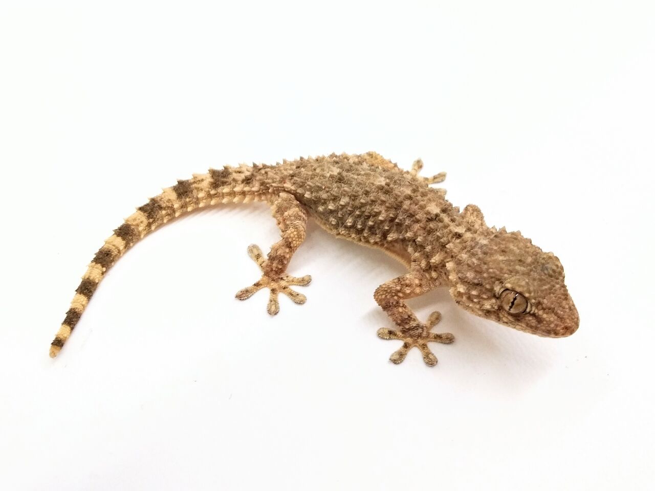 新入荷 個性的なヤモリ達 爬虫類倶楽部 ｊ ジョイフル本田 ひたちなか店