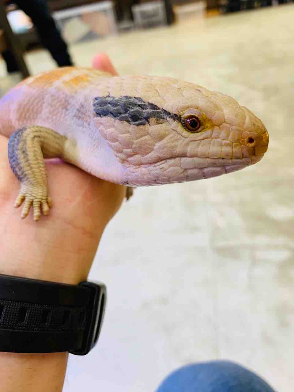 新入荷生体紹介！トカゲ編 今週末はサービスデー！ : 爬虫類倶楽部 J