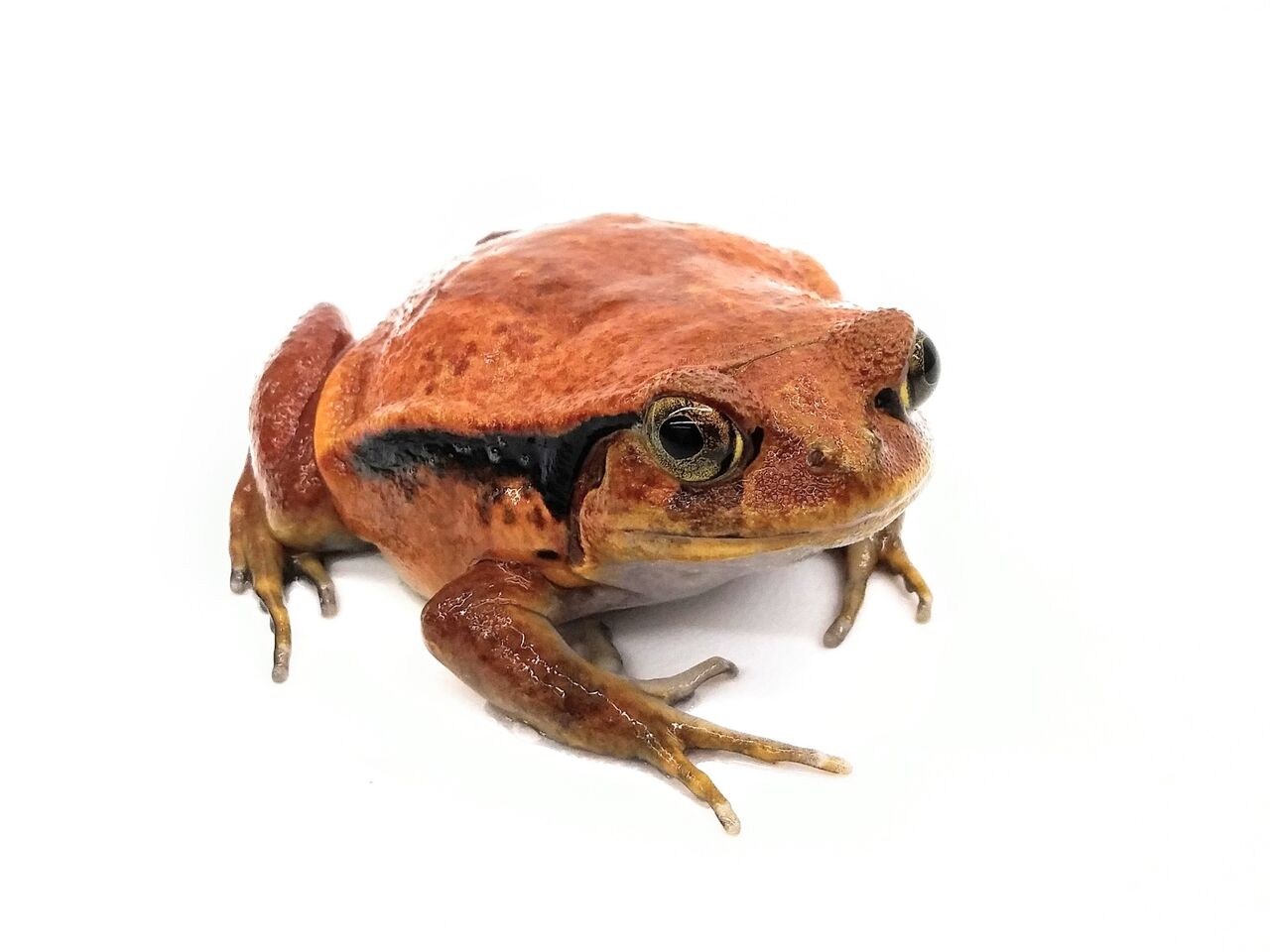 【カエル】愛媛県　プルーフ 幸せを呼ぶ？ 青いアマガエル見つけた！信濃町の14歳が撮影 好き