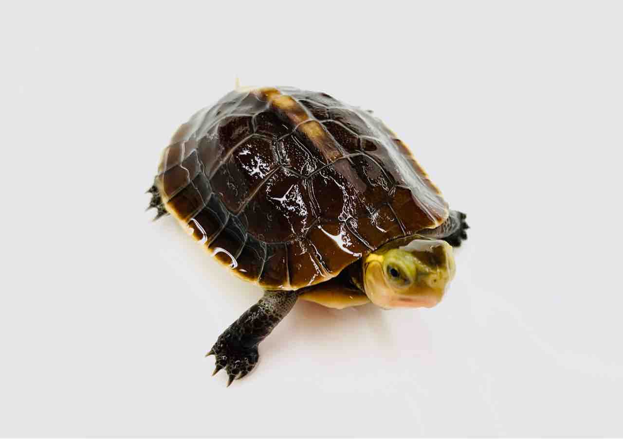 ブ*ー様 【動物の惑星】日本最速!★カロリナハコガメ★LET'S爬体!第3弾★ ブ*ー様 【動物の惑星】日本最速!☆カロリナハコガメ☆LET'S爬体!