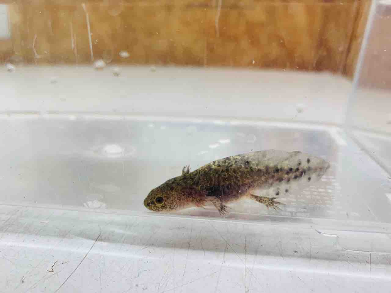 新入荷 ウーパールーパー入荷しました 爬虫類倶楽部 ｊ ジョイフル本田 ひたちなか店