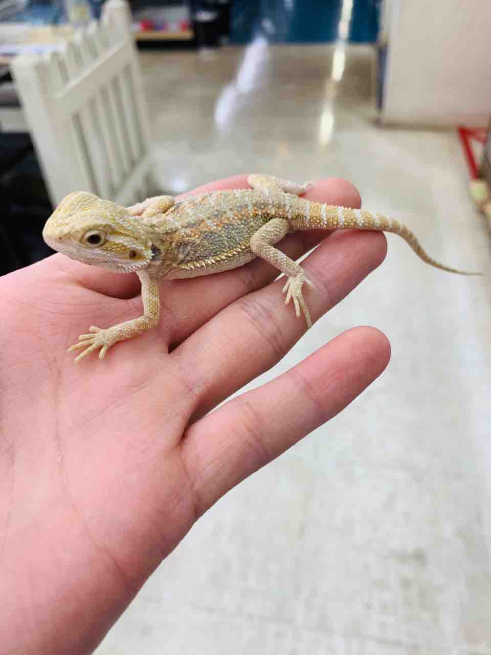 新入荷生体紹介！トカゲなど〜 : 爬虫類倶楽部 J ジョイフル本田
