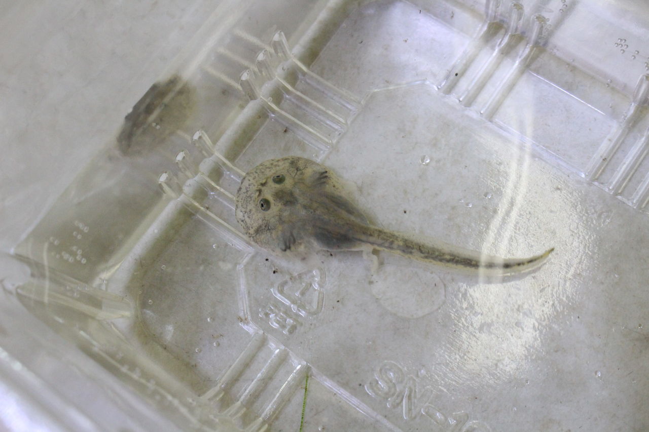 カエルとオタマ入荷 爬虫類倶楽部 ｊ ジョイフル本田 ひたちなか店