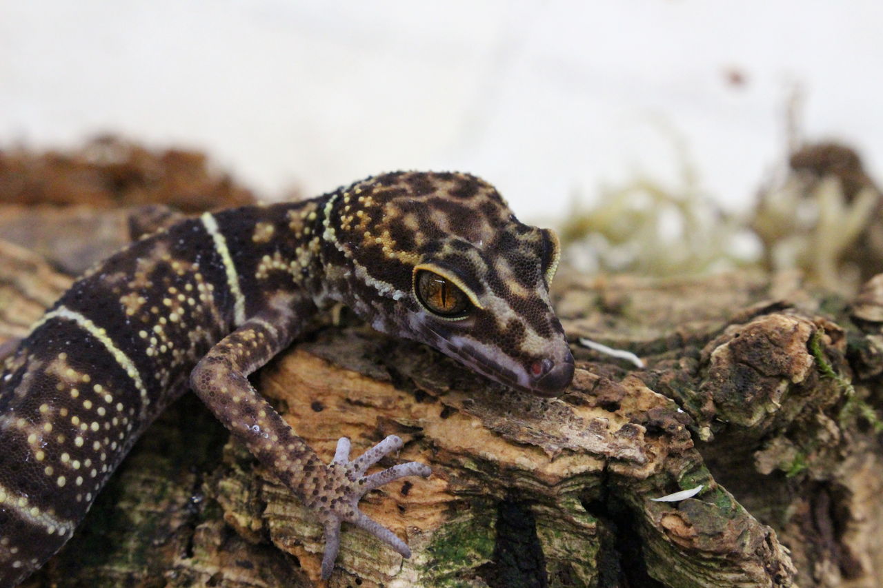 ゴニウロ入荷！ : 爬虫類倶楽部 J ジョイフル本田 ひたちなか店