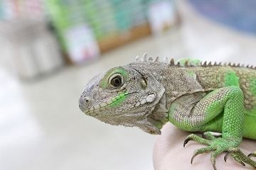 O-1130】ブラックリザード 飼育ケージ 爬虫類 イグアナ トカゲ