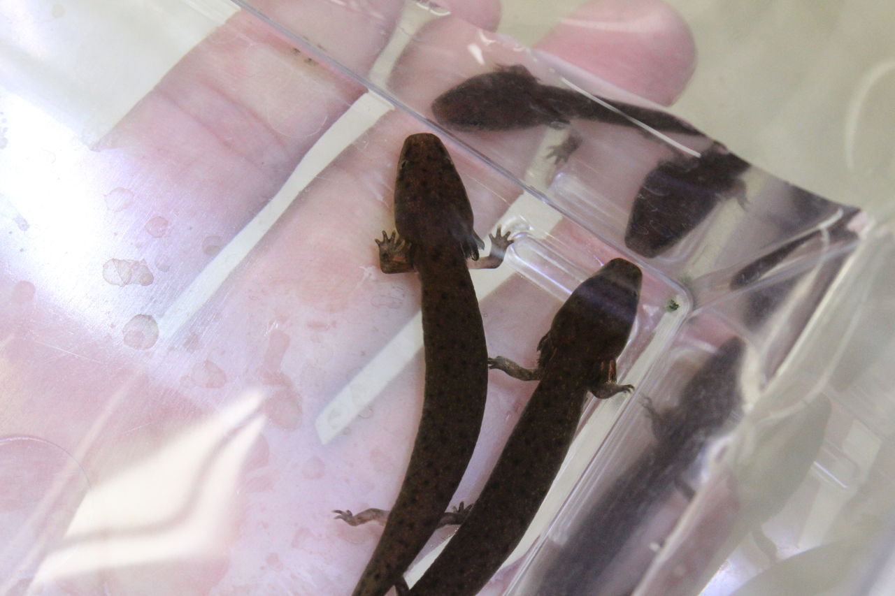 ファイアサラマンダー入荷 爬虫類倶楽部 ｊ ジョイフル本田 ひたちなか店