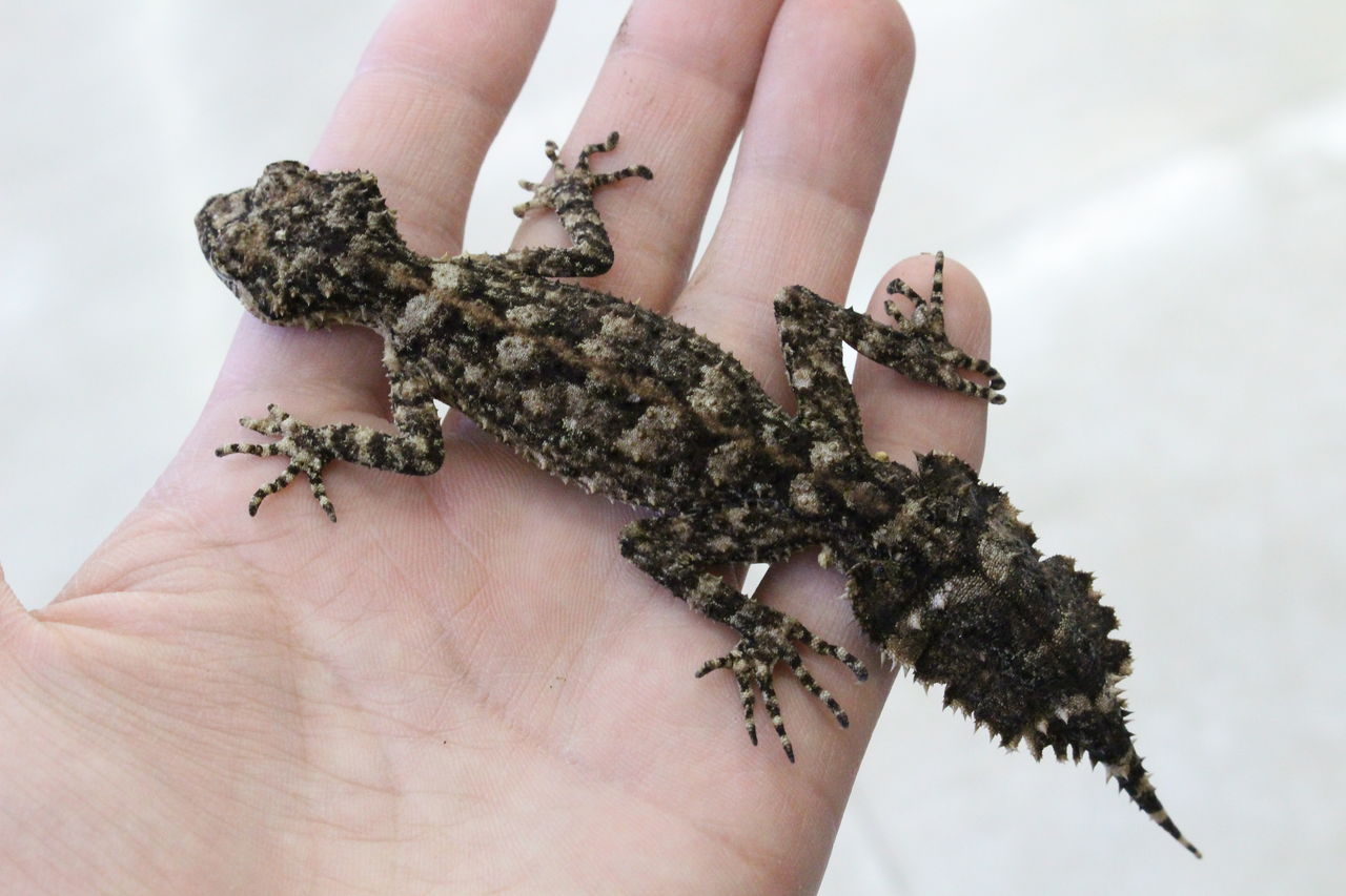 ドイツ便～ヤモリ～ : 爬虫類倶楽部 J ジョイフル本田 ひたちなか店