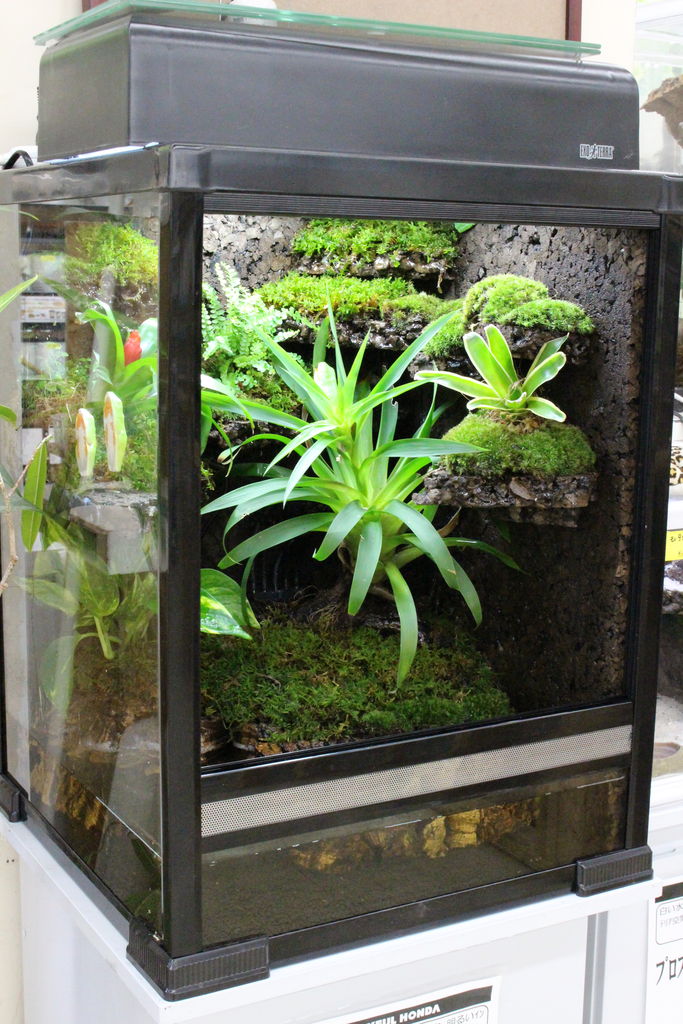 新入荷 両生類 爬虫類倶楽部 j ジョイフル本田 ひたちなか店 新入荷 両生類 爬虫類倶楽部 j ジョイフル本田 ひたちなか店