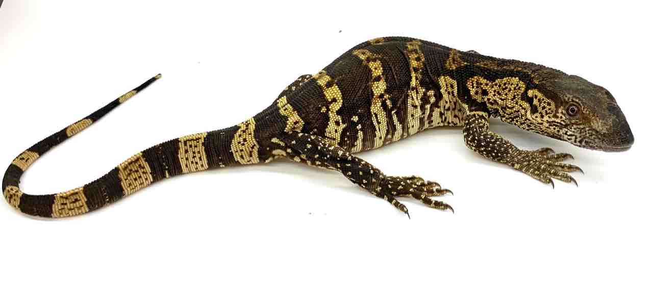 アフリカンロックモニター入荷しました 爬虫類倶楽部 ｊ ジョイフル本田 ひたちなか店