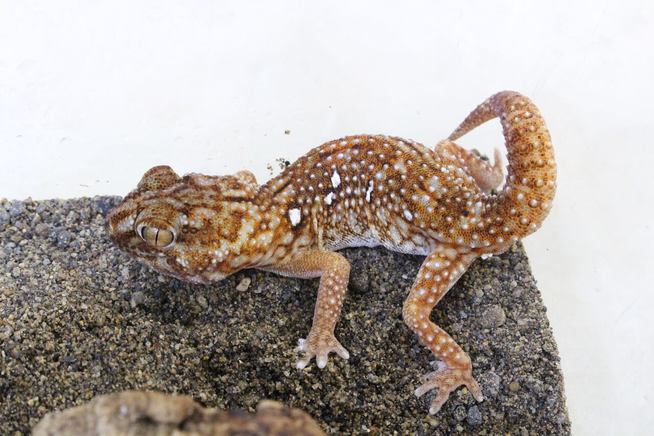 ドイツ便】レアなヤモリたち！ : 爬虫類倶楽部 J ジョイフル本田