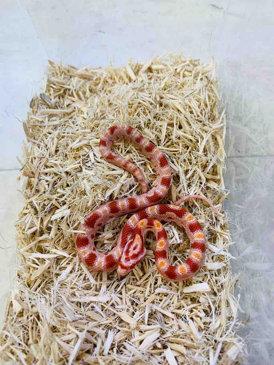 新入荷！コーンスネーク : 爬虫類倶楽部 J ジョイフル本田 ひたちなか店