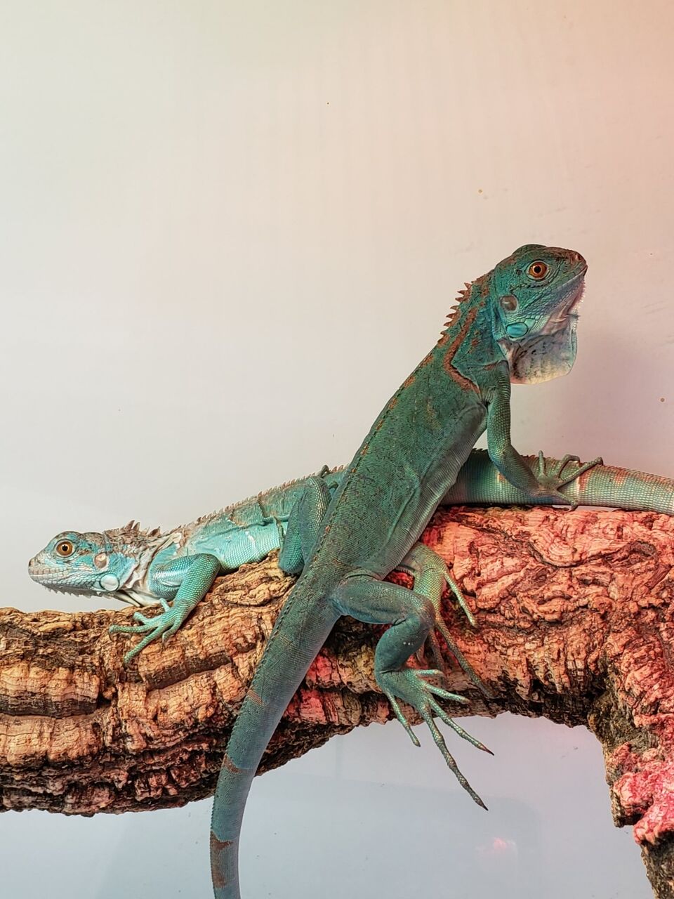 いぐあな 071205greeniguana692.jpg