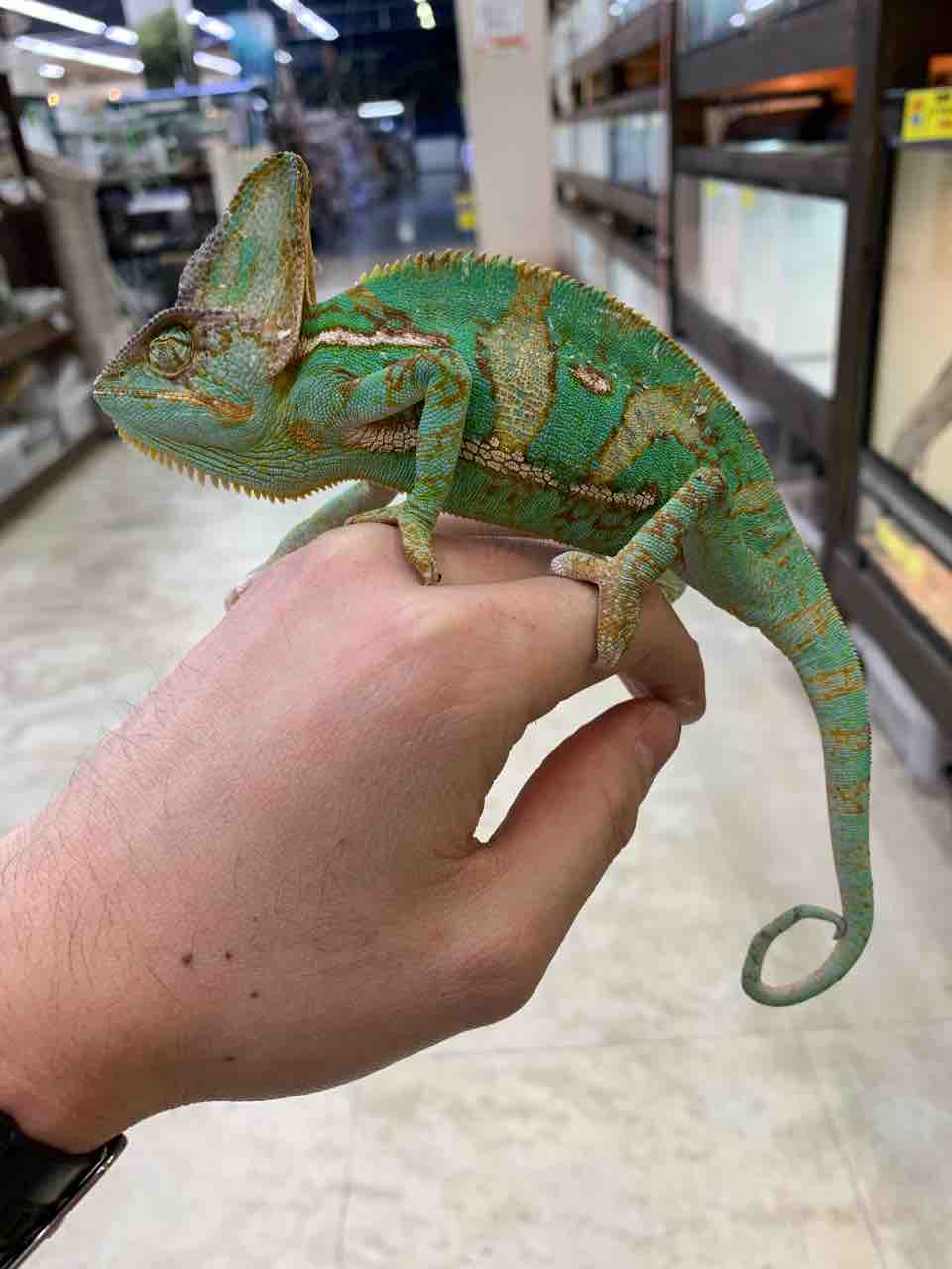 飼育セットにピッタリなオススメ生体 カメレオン 樹上性トカゲ編 爬虫類倶楽部 ｊ ジョイフル本田 ひたちなか店