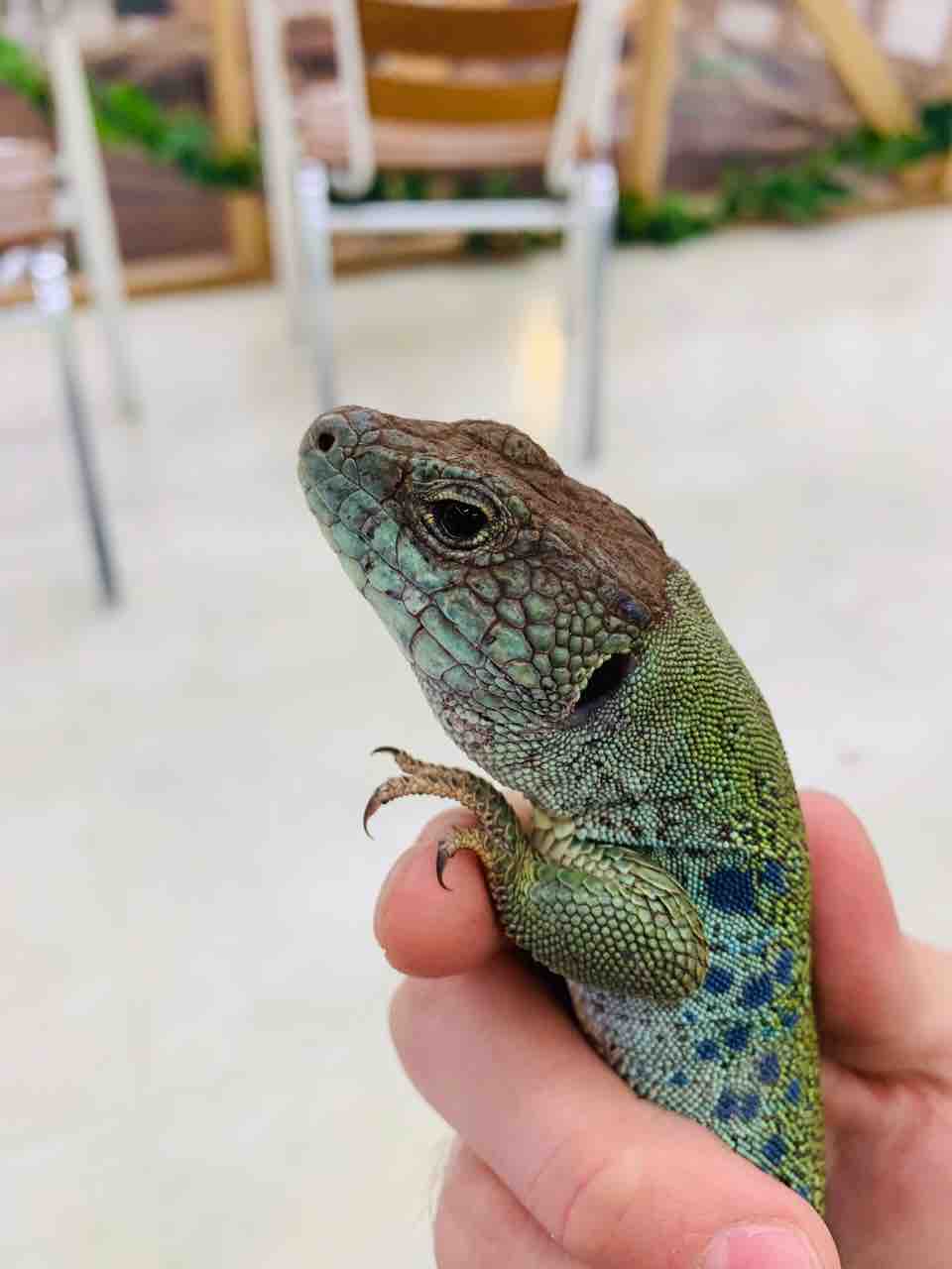 青いトカゲと椅子 Www Amrapalihotel Com
