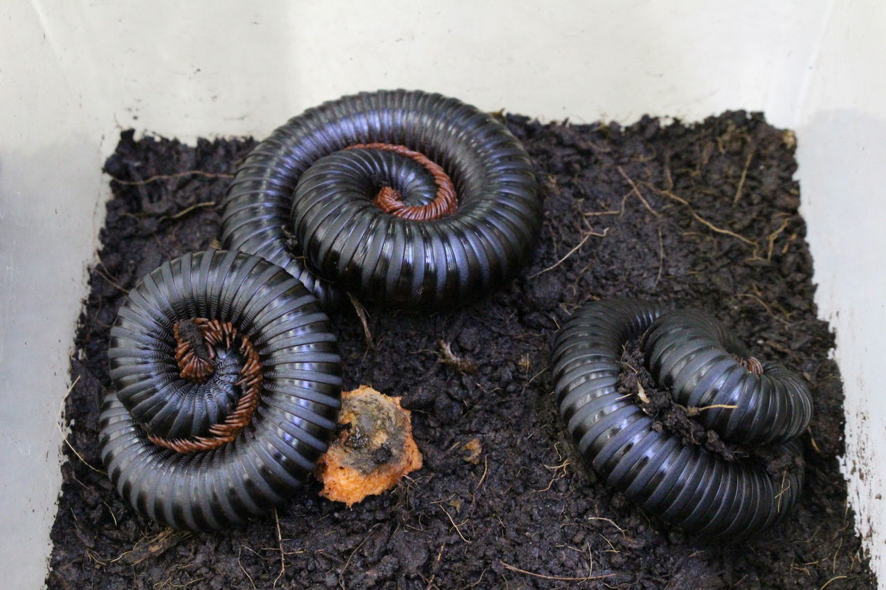 新入荷 奇蟲 爬虫類倶楽部 ｊ ジョイフル本田 ひたちなか店