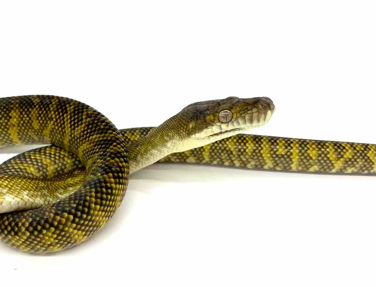 新入荷 モルカンパイソン入荷してます 爬虫類倶楽部 ｊ ジョイフル本田 ひたちなか店
