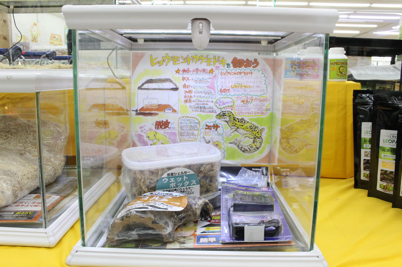 NEW！飼育セット紹介 : 爬虫類倶楽部 J ジョイフル本田