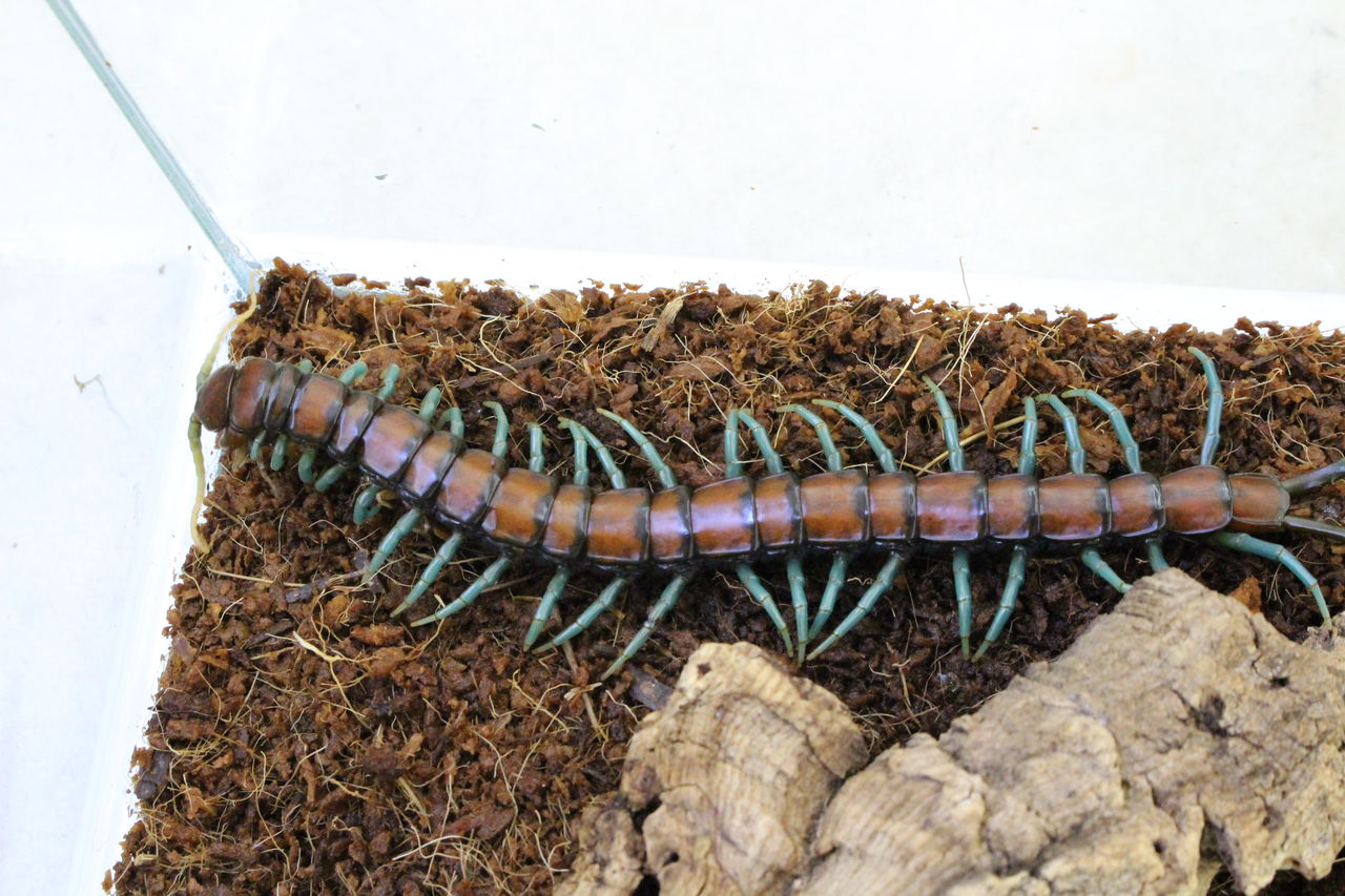 新入荷～奇蟲紹介②～ : 爬虫類倶楽部 J ジョイフル本田 ひたちなか店