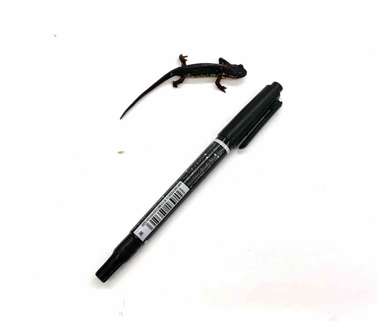 在庫生体紹介！イモリ色々 : 爬虫類倶楽部 J ジョイフル本田 ひたちなか店