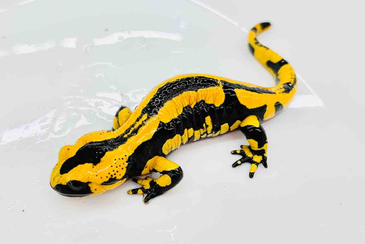 テレストリスファイアサラマンダー