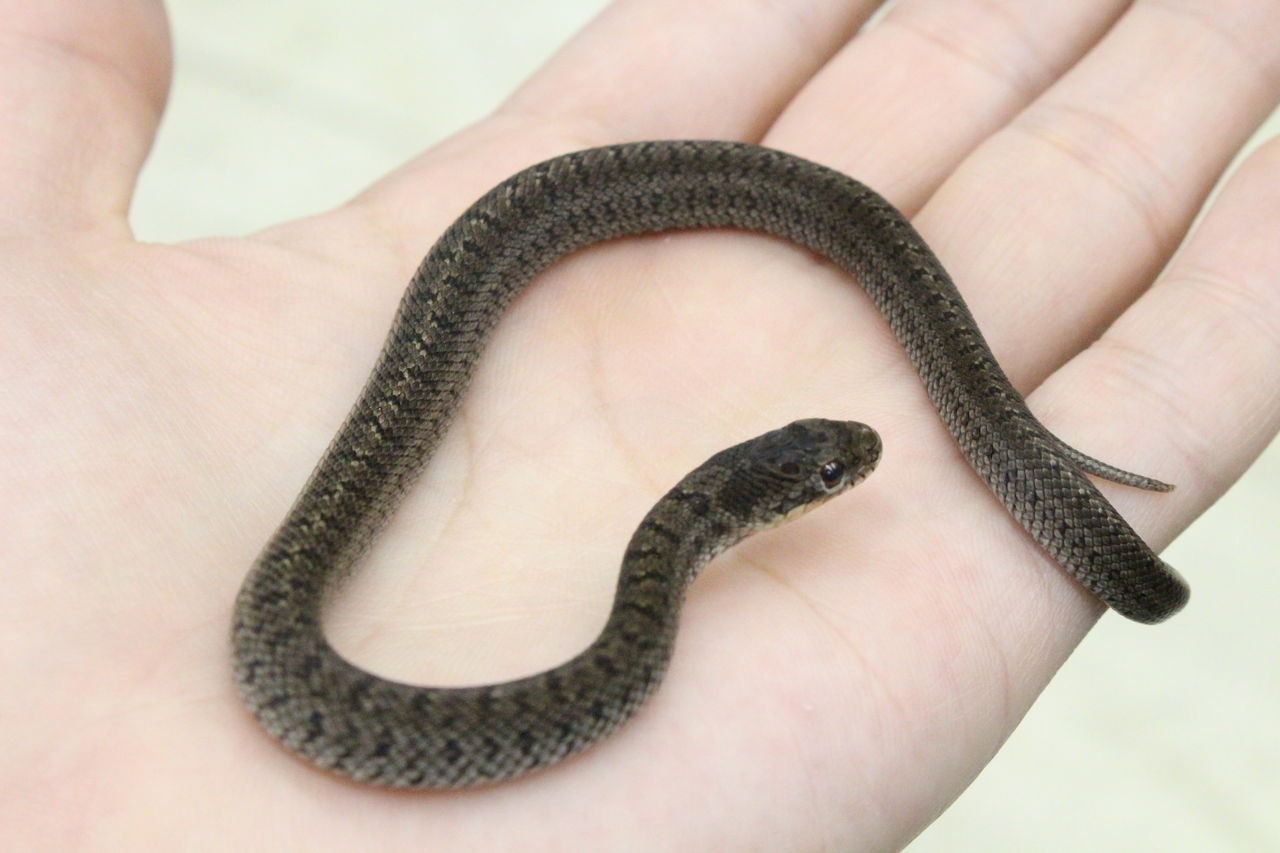 メル蛇 中国のヘビたち入荷！ : 爬虫類倶楽部 J ジョイフル本田