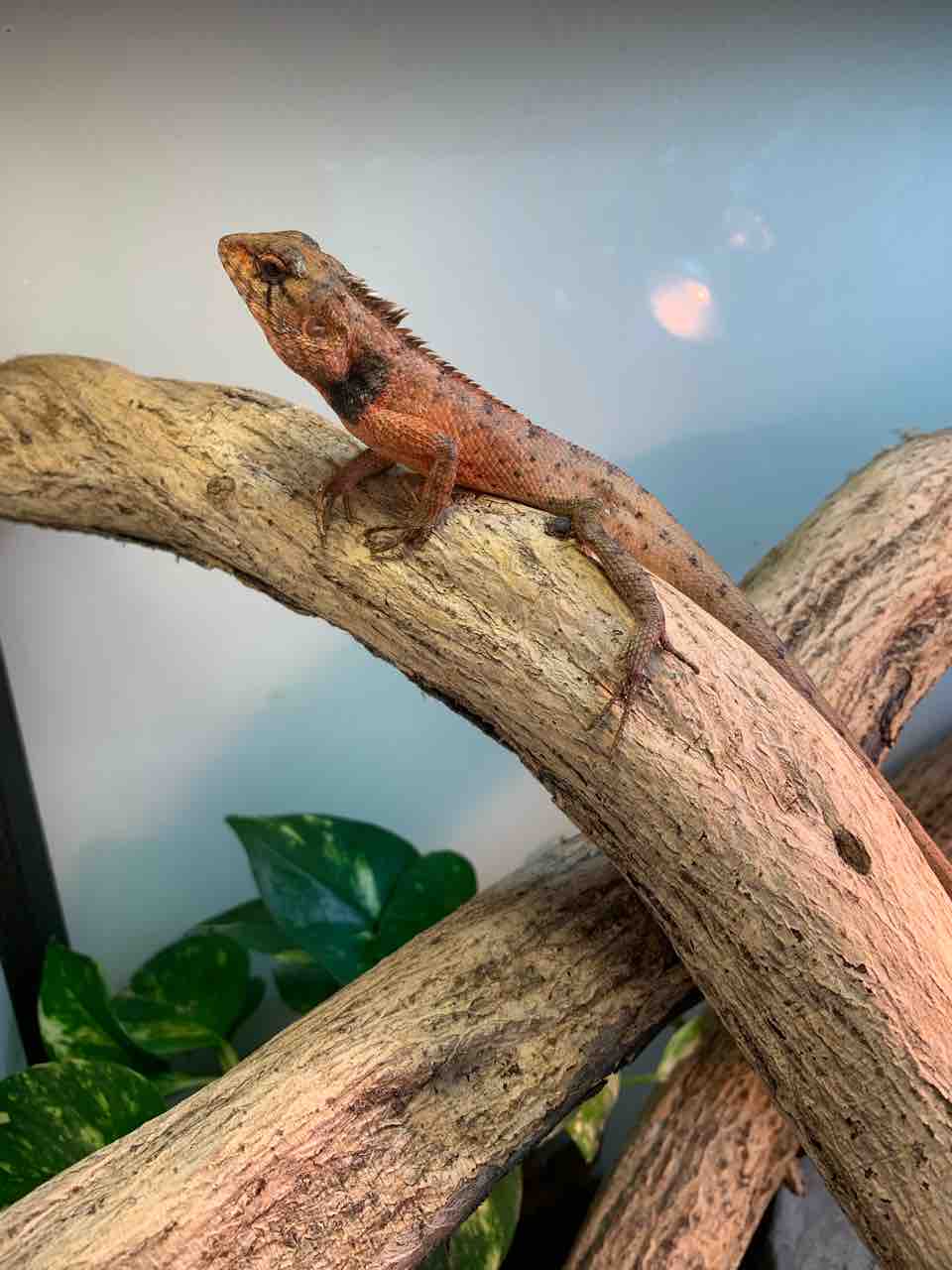 新入荷！ツリーパイソンや樹上性トカゲ&カメ！ : 爬虫類倶楽部 J