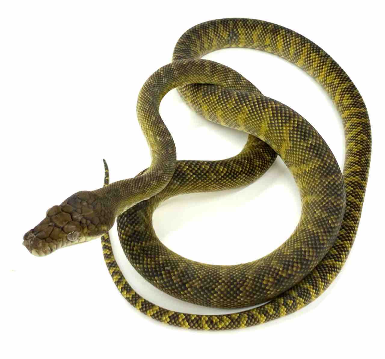 新入荷 モルカンパイソン入荷してます 爬虫類倶楽部 ｊ ジョイフル本田 ひたちなか店