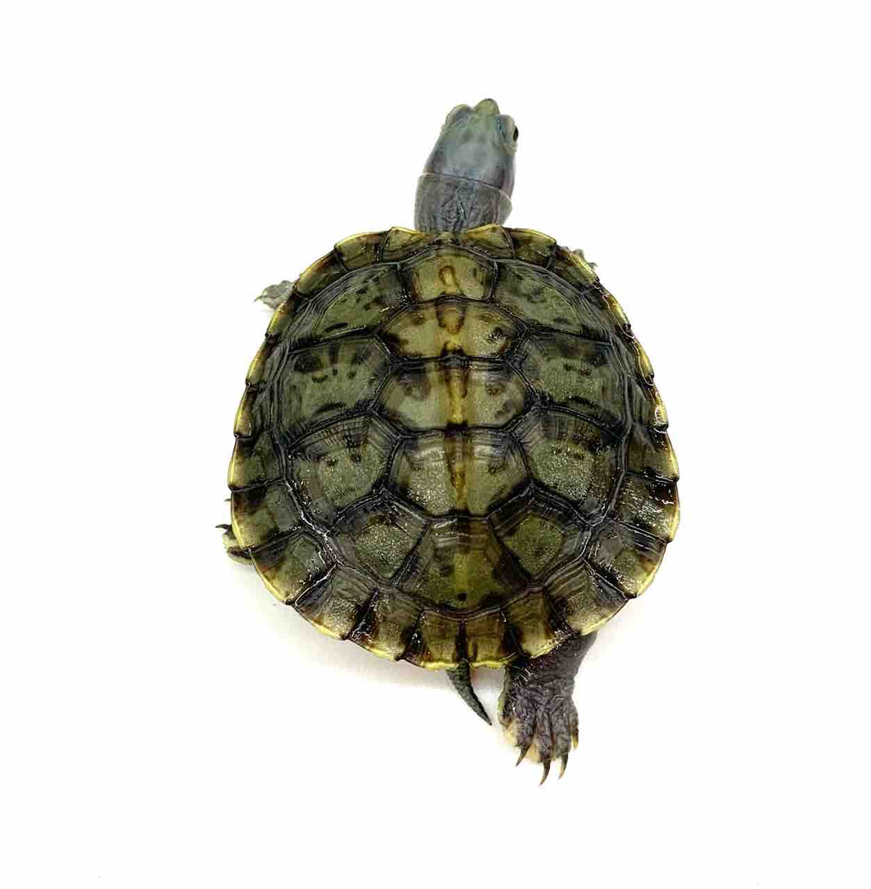 生体紹介！色変ミドリガメいろいろ〜 : 爬虫類倶楽部 J ジョイフル