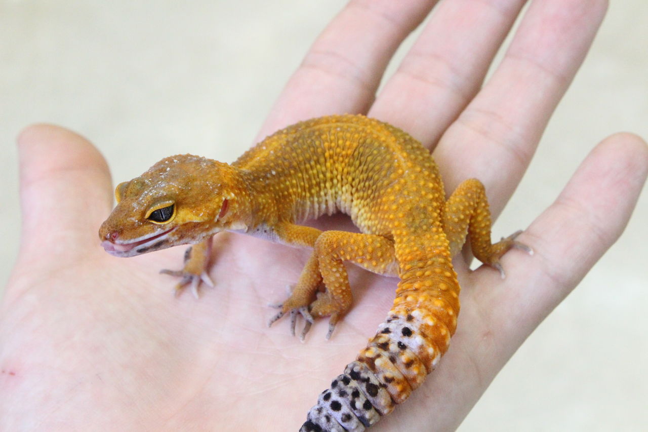 新入荷レオパ～タンジェリン系～ : 爬虫類倶楽部 J ジョイフル本田